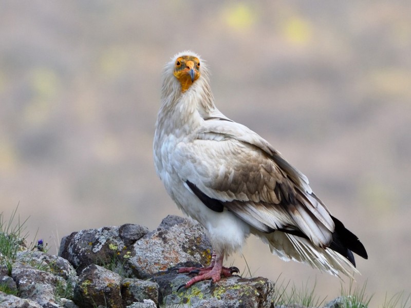 Observe the birds near Sibiu with your loved ones