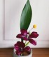Workshop Ikebana, arta tablourilor vii, langa Brasov