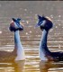 Holiday for two, at the cottages, right where the dune flows into the Black Sea