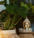 Ritual of Sakura: SPA therapy for best friends, in Bucharest