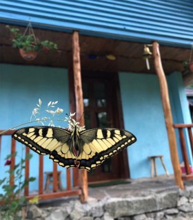 Armonie si relaxare: O zi de yoga in inima Muntilor Apuseni