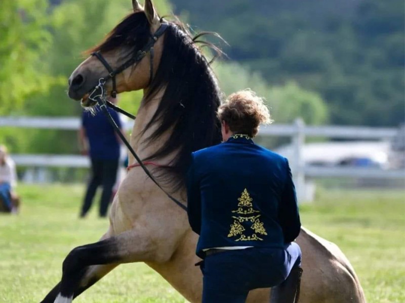 Riding lesson for adults or children in Comana Park