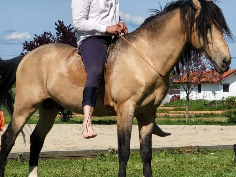 Riding lesson for adults or children in Comana Park