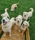 60 de minute de joaca, alaturi de catei din rasa Golden Retriever, langa Bucuresti