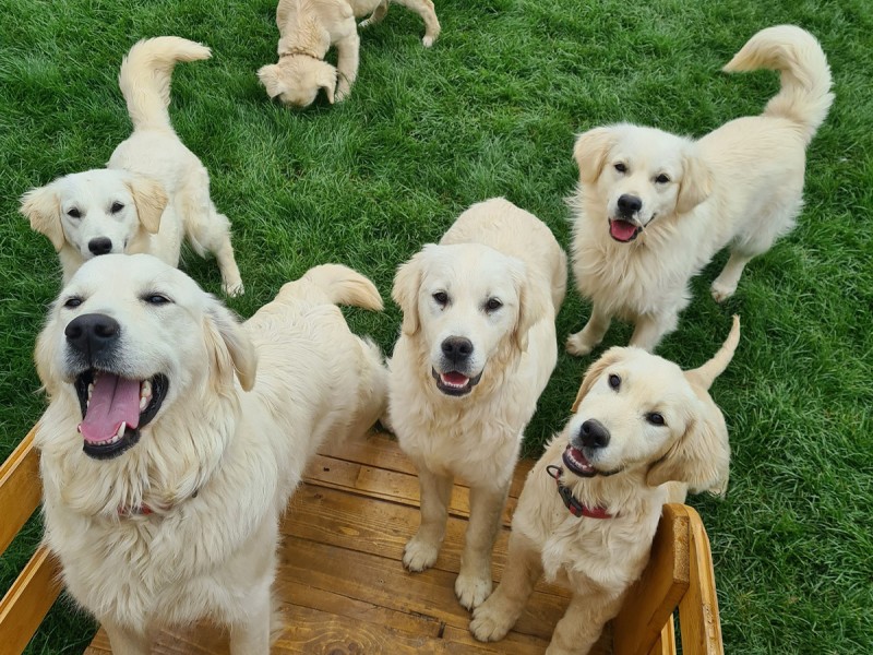 60 de minute de joaca, alaturi de catei din rasa Golden Retriever, langa Bucuresti