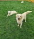 60 de minute de joaca, alaturi de catei din rasa Golden Retriever, langa Bucuresti