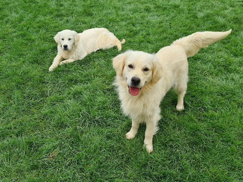 60 de minute de joaca, alaturi de catei din rasa Golden Retriever, langa Bucuresti