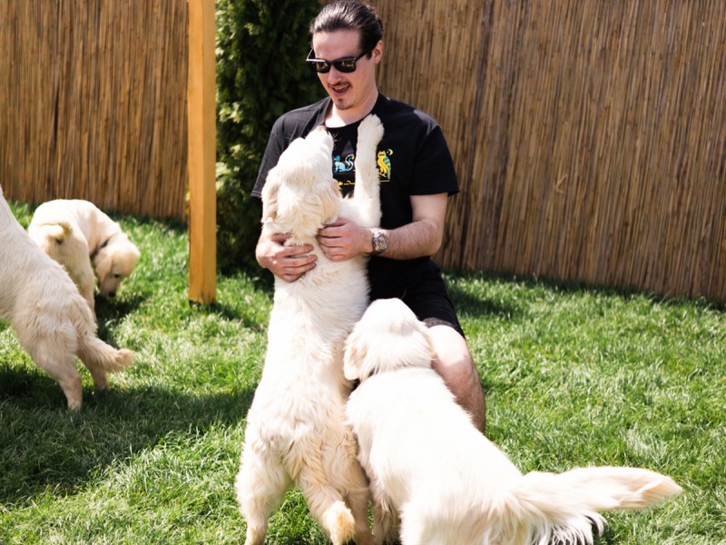 60 de minute de joaca, alaturi de catei din rasa Golden Retriever, langa Bucuresti