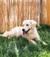 60 de minute de joaca, alaturi de catei din rasa Golden Retriever, langa Bucuresti
