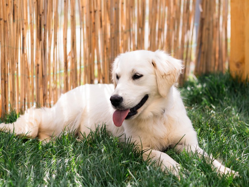 60 de minute de joaca, alaturi de catei din rasa Golden Retriever, langa Bucuresti
