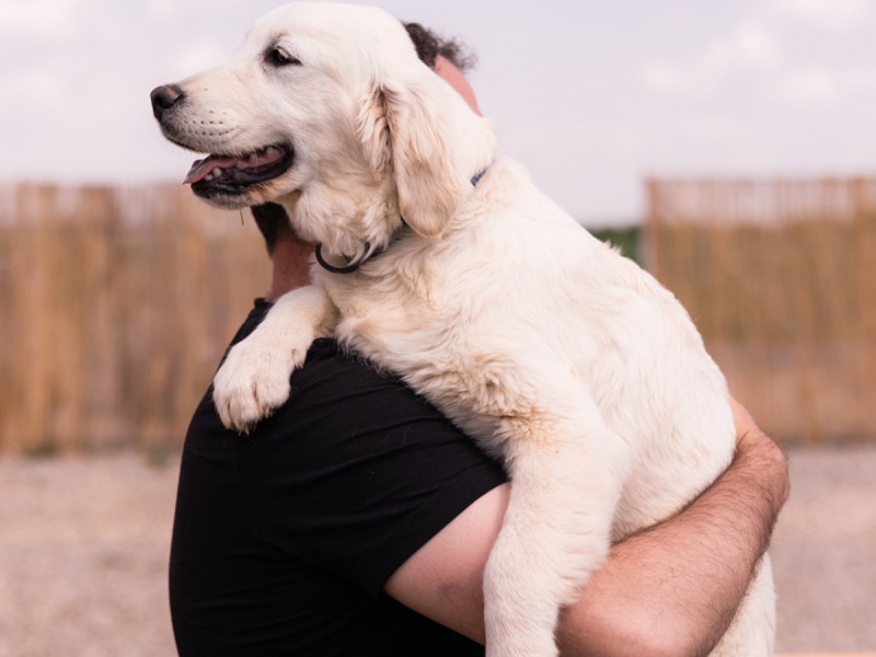 60 de minute de joaca, alaturi de catei din rasa Golden Retriever, langa Bucuresti