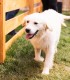 60 de minute de joaca, alaturi de catei din rasa Golden Retriever, langa Bucuresti