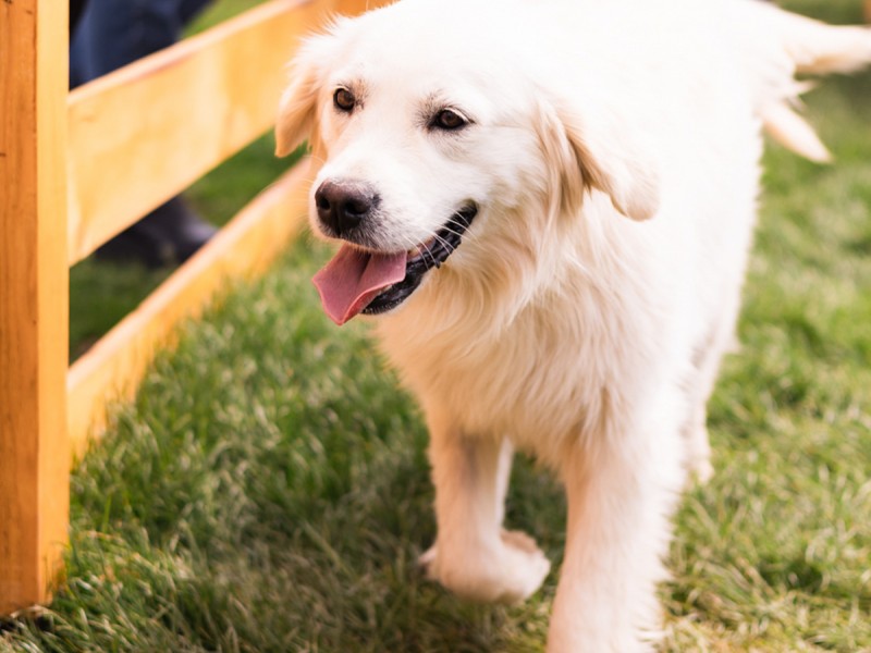 60 de minute de joaca, alaturi de catei din rasa Golden Retriever, langa Bucuresti