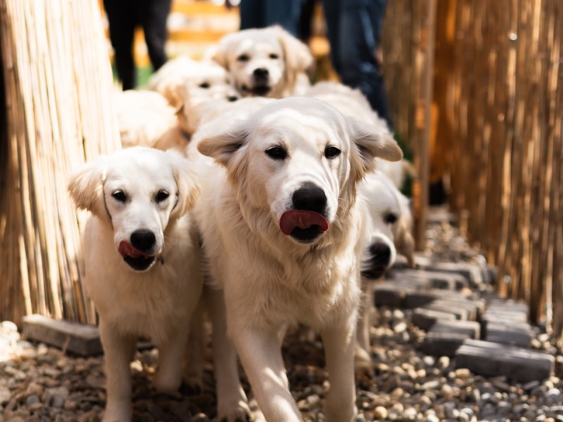60 de minute de joaca, alaturi de catei din rasa Golden Retriever, langa Bucuresti