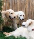 60 de minute de joaca, alaturi de catei din rasa Golden Retriever, langa Bucuresti
