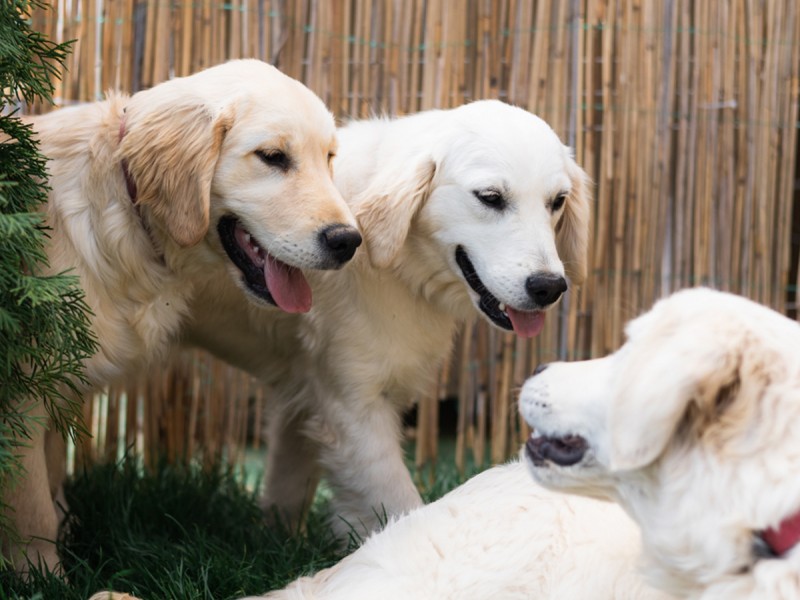 60 de minute de joaca, alaturi de catei din rasa Golden Retriever, langa Bucuresti