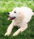 60 de minute de joaca, alaturi de catei din rasa Golden Retriever, langa Bucuresti