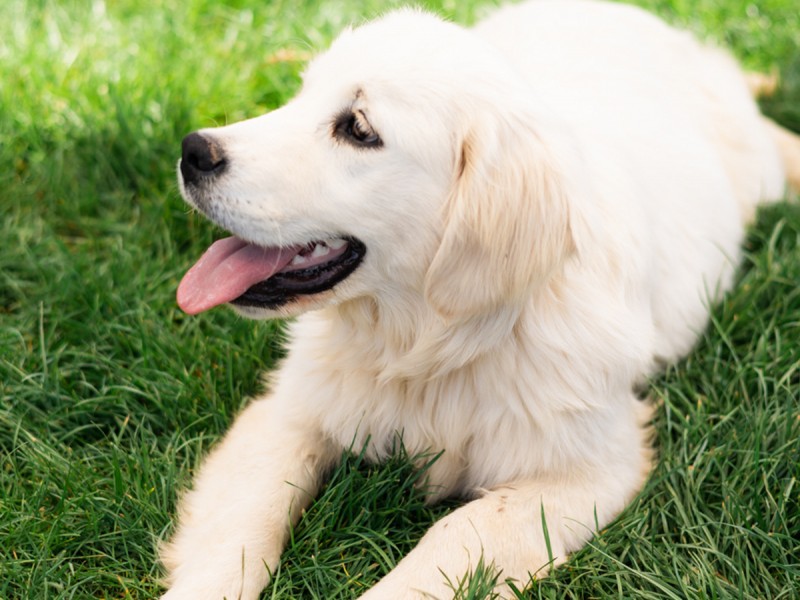 60 de minute de joaca, alaturi de catei din rasa Golden Retriever, langa Bucuresti
