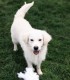 60 de minute de joaca, alaturi de catei din rasa Golden Retriever, langa Bucuresti