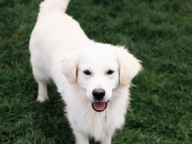 60 de minute de joaca, alaturi de catei din rasa Golden Retriever, langa Bucuresti