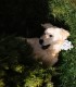 60 de minute de joaca, alaturi de catei din rasa Golden Retriever, langa Bucuresti
