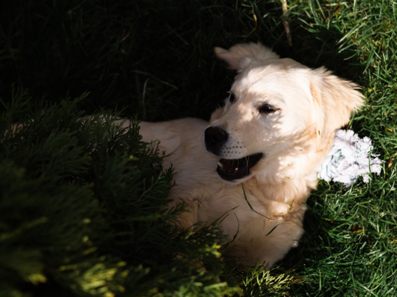 60 de minute de joaca, alaturi de catei din rasa Golden Retriever, langa Bucuresti
