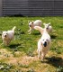 60 de minute de joaca, alaturi de catei din rasa Golden Retriever, langa Bucuresti
