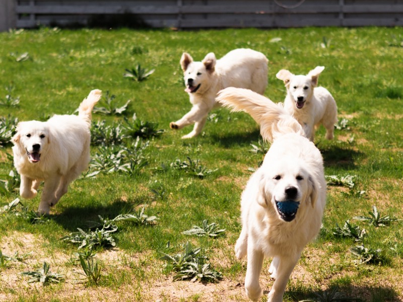 60 de minute de joaca, alaturi de catei din rasa Golden Retriever, langa Bucuresti