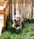 60 de minute de joaca, alaturi de catei din rasa Golden Retriever, langa Bucuresti