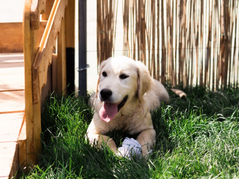 60 de minute de joaca, alaturi de catei din rasa Golden Retriever, langa Bucuresti