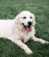 60 de minute de joaca, alaturi de catei din rasa Golden Retriever, langa Bucuresti