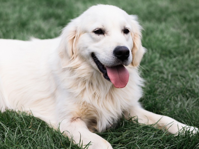 60 de minute de joaca, alaturi de catei din rasa Golden Retriever, langa Bucuresti