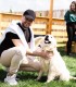 60 de minute de joaca, alaturi de catei din rasa Golden Retriever, langa Bucuresti