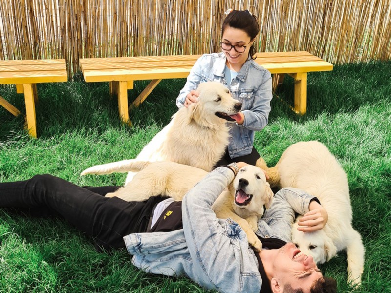 60 de minute de joaca, alaturi de catei din rasa Golden Retriever, langa Bucuresti