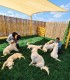 60 de minute de joaca, alaturi de catei din rasa Golden Retriever, langa Bucuresti