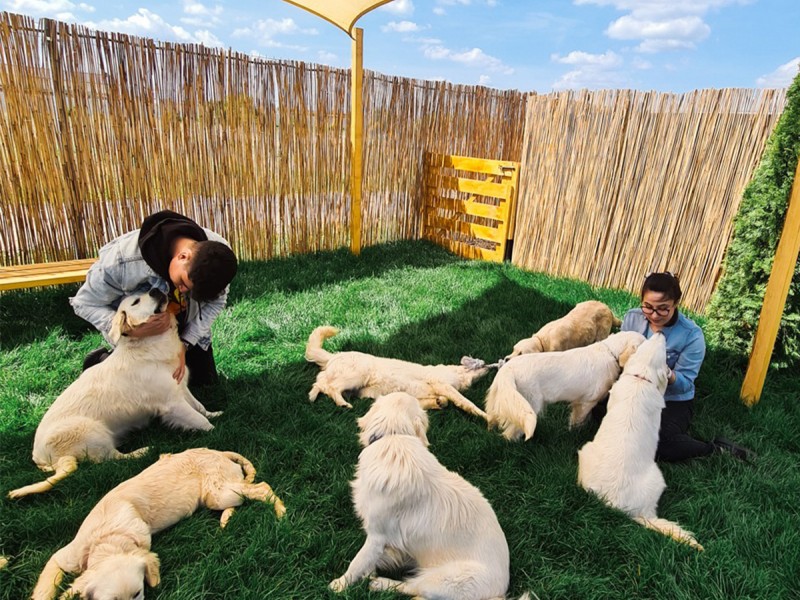 60 de minute de joaca, alaturi de catei din rasa Golden Retriever, langa Bucuresti