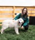 60 de minute de joaca, alaturi de catei din rasa Golden Retriever, langa Bucuresti