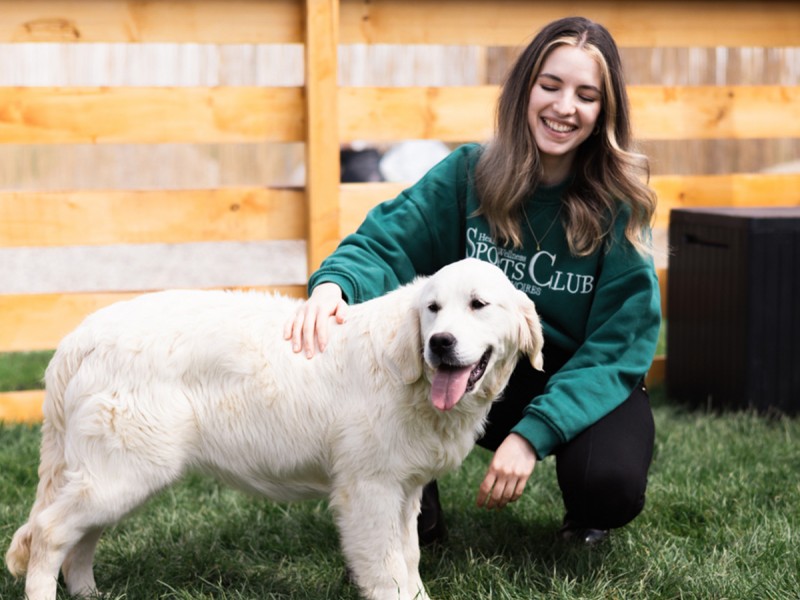 60 de minute de joaca, alaturi de catei din rasa Golden Retriever, langa Bucuresti