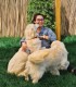 60 de minute de joaca, alaturi de catei din rasa Golden Retriever, langa Bucuresti
