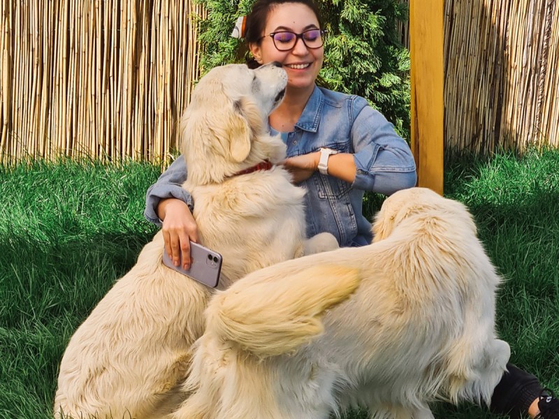 60 de minute de joaca, alaturi de catei din rasa Golden Retriever, langa Bucuresti