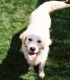 60 de minute de joaca, alaturi de catei din rasa Golden Retriever, langa Bucuresti