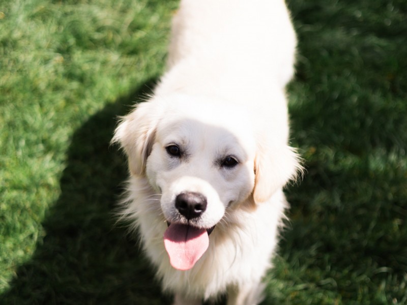 60 de minute de joaca, alaturi de catei din rasa Golden Retriever, langa Bucuresti