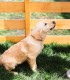 60 de minute de joaca, alaturi de catei din rasa Golden Retriever, langa Bucuresti