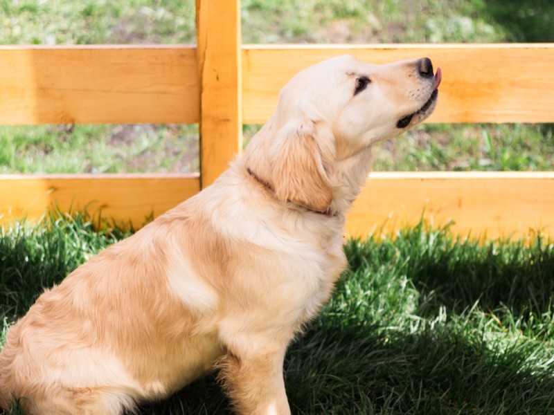 60 de minute de joaca, alaturi de catei din rasa Golden Retriever, langa Bucuresti
