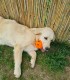60 de minute de joaca, alaturi de catei din rasa Golden Retriever, langa Bucuresti
