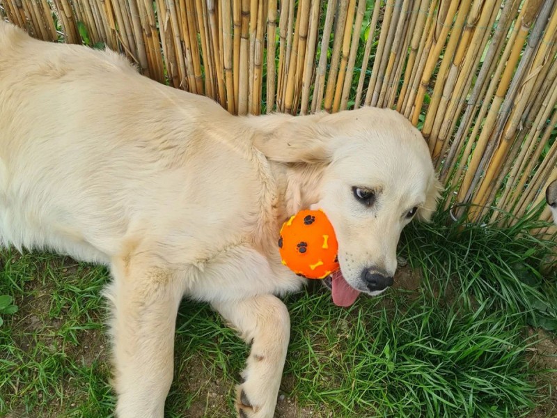 60 de minute de joaca, alaturi de catei din rasa Golden Retriever, langa Bucuresti