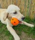 60 de minute de joaca, alaturi de catei din rasa Golden Retriever, langa Bucuresti