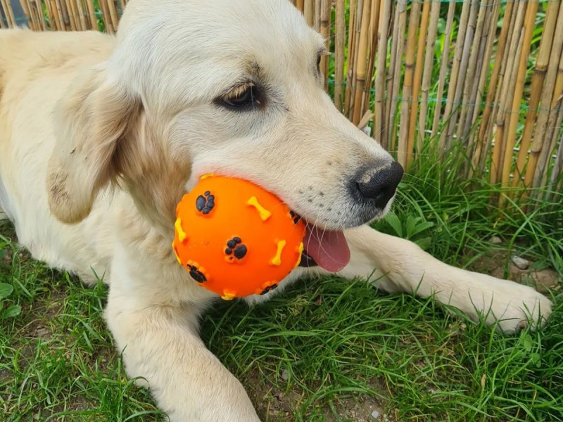 60 de minute de joaca, alaturi de catei din rasa Golden Retriever, langa Bucuresti
