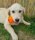 60 de minute de joaca, alaturi de catei din rasa Golden Retriever, langa Bucuresti