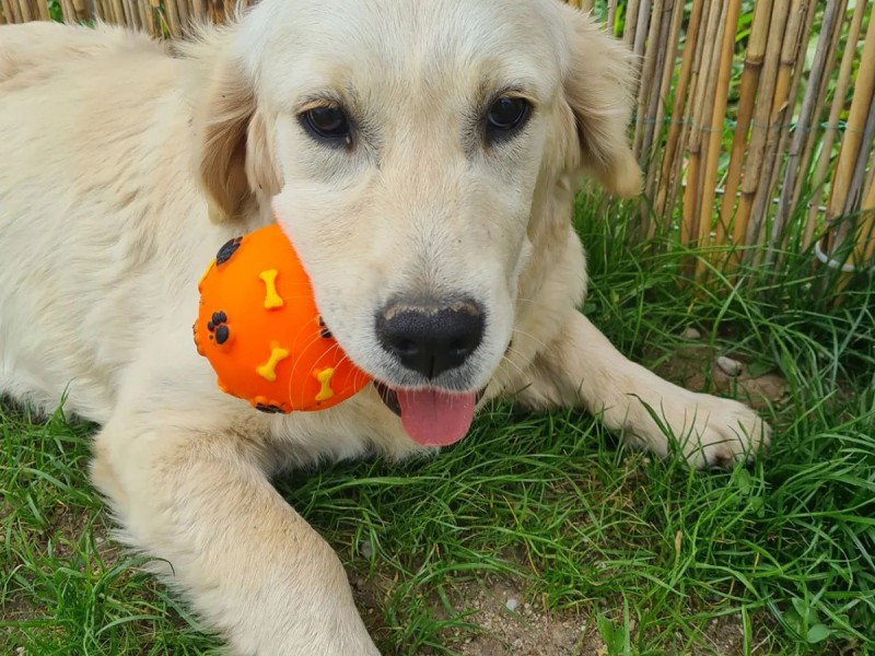 60 de minute de joaca, alaturi de catei din rasa Golden Retriever, langa Bucuresti
